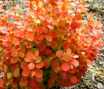 Барбарис Тунберга Orange Ice