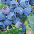 Голубика садовая Blueray