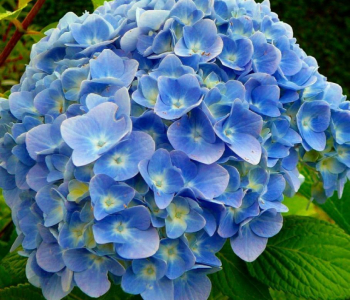 Гортензия крупнолистная Eclips Blue