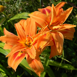 Лилейник Apricot Beauty