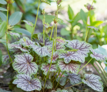 Гейхера Green Spice