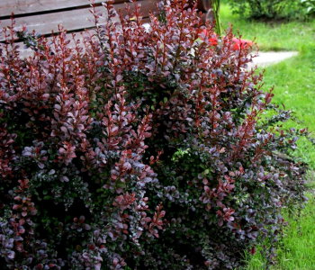 Барбарис Тунберга Dart's Red Lady