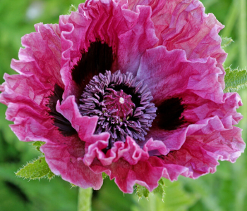 Мак восточный Central Park