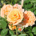 Роза миниатюрная Apricot Clementine