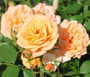 Роза миниатюрная Apricot Clementine