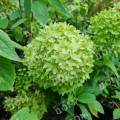 Гортензия метельчатая Bee Green