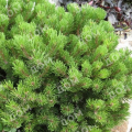 Сосна горная Lilliput