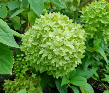 Гортензия метельчатая Bee Green