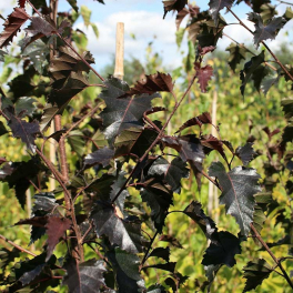 Береза повислая Purpurea