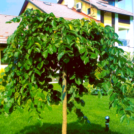 Вяз шершавый Pendula 