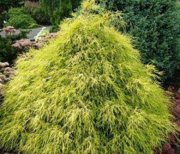 Кипарисовик горохоплодный Filifera Aurea
