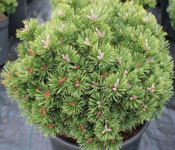 Сосна горная Sherwood Compact