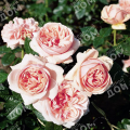 Роза чайно-гибридная Aphrodite (TANTAU)