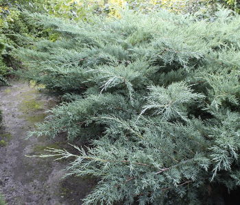Можжевельник средний Pfitzeriana Glauca