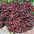 Барбарис Тунберга Atropurpurea Nana