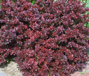 Барбарис Тунберга Atropurpurea Nana