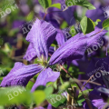 Клематис крупноцветковый Jackmanii Purpurea
