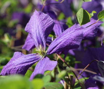 Клематис крупноцветковый Jackmanii Purpurea