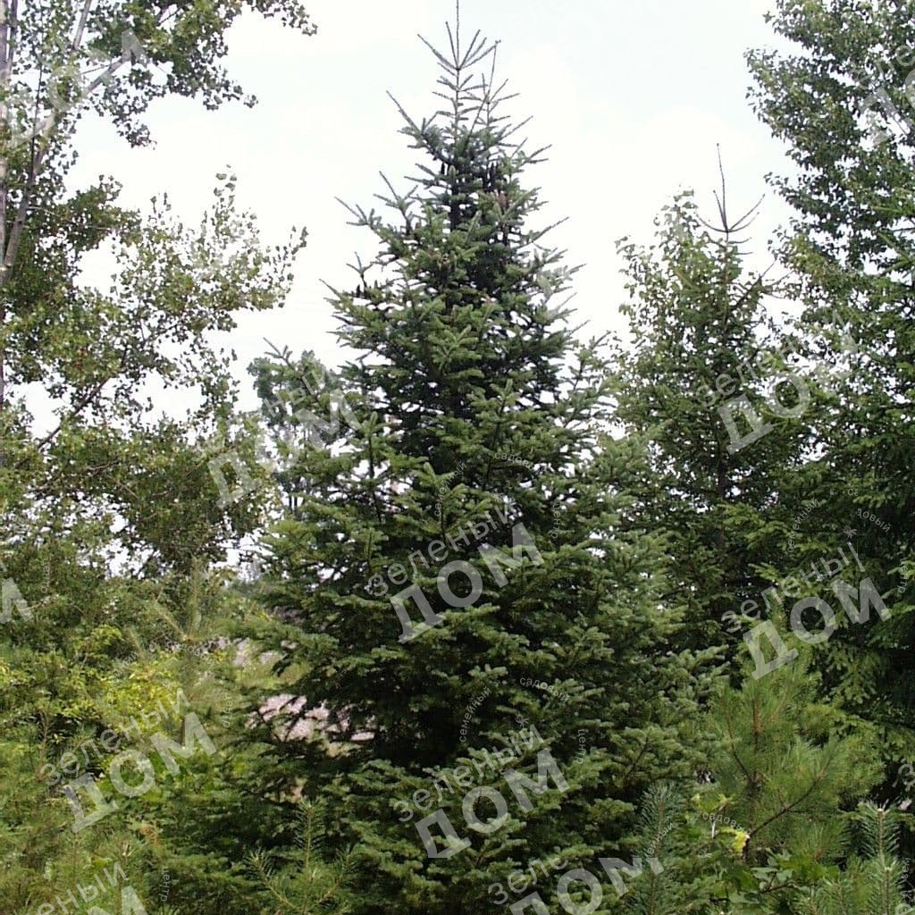 Ель в ландшафтном дизайне участка