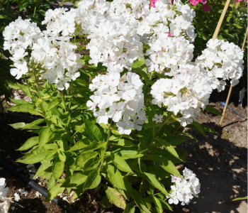 Флокс метельчатый White Admiral