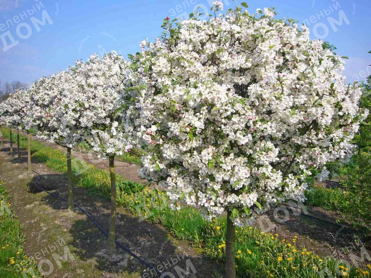 Яблоня купить дерево