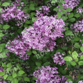 Сирень Мейера Flowerfest Purple