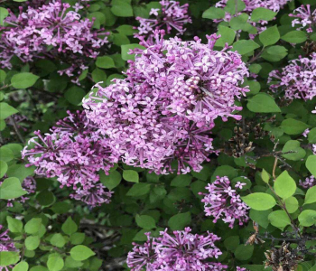 Сирень Мейера Flowerfest Purple