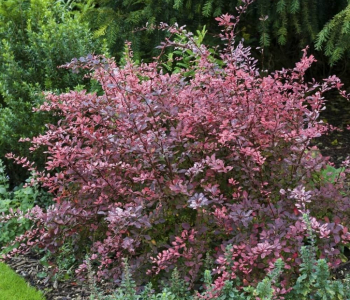 Барбарис Тунберга Rose Glow