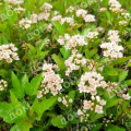Пузыреплодник калинолистный Little Greeny