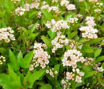 Пузыреплодник калинолистный Little Greeny