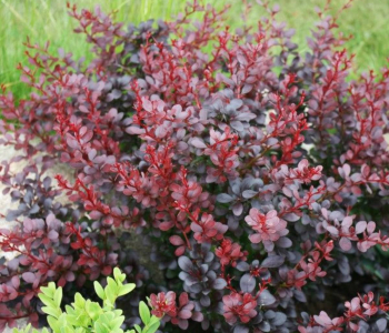 Барбарис Тунберга Atropurpurea Nana