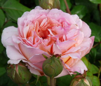 Роза чайно-гибридная Souvenir de Baden-Baden (Kordes)