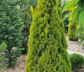 Туя западная Smaragd