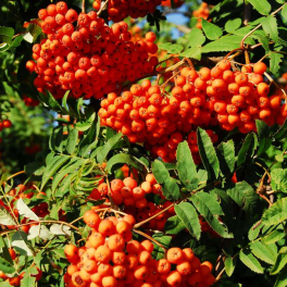 Рябина обыкновенная Edulis