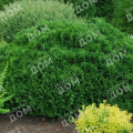 Туя западная Umbraculifera