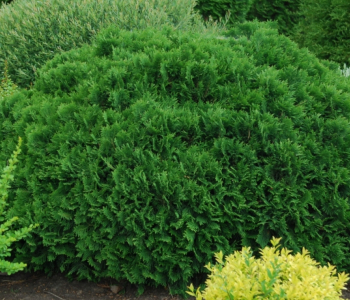 Туя западная Umbraculifera