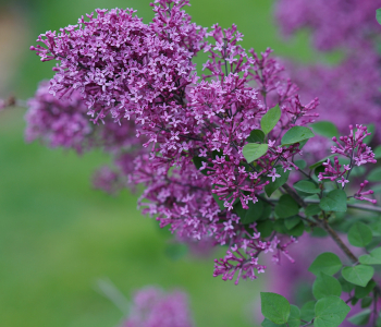 Сирень повторноцветущая Bloomerang Purple