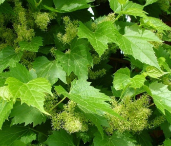 Виноград душистый Tomek