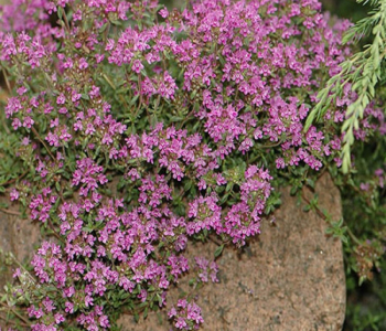 Тимьян ранний Coccineus