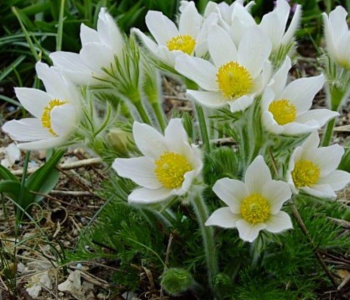 Прострел обыкновенный Alba