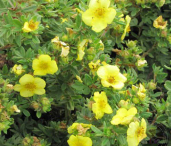 Лапчатка кустарниковая Dakota Sunspot