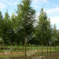 Липа мелколистная Ранчо