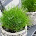 Овсяница Готье AmiGreen