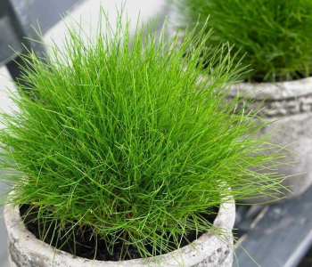 Овсяница Готье AmiGreen