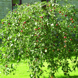 Яблоня Pendula
