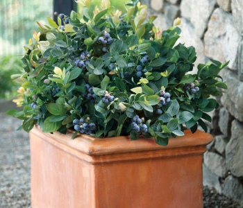 Голубика узколистная Peach Sorbet