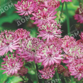 Астранция крупная Rosensinfonie