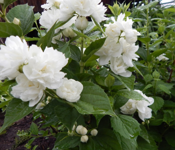 Чубушник Эльбрус