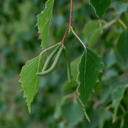 Береза повислая Tristis