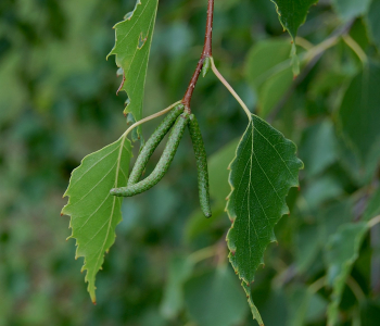 Береза повислая Tristis